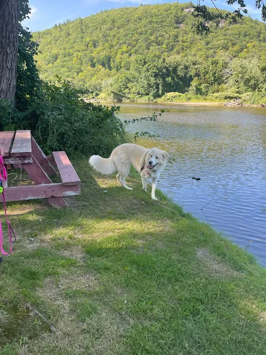 White Birches Camping Park Picture 5