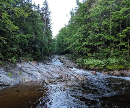 Spruce Brook Tent Site
