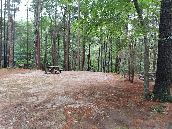 Pinederosa Camping Area Picture 4