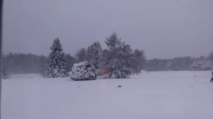Pinederosa Camping Area Picture 5
