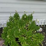 Adams Mobile Home Park, INC