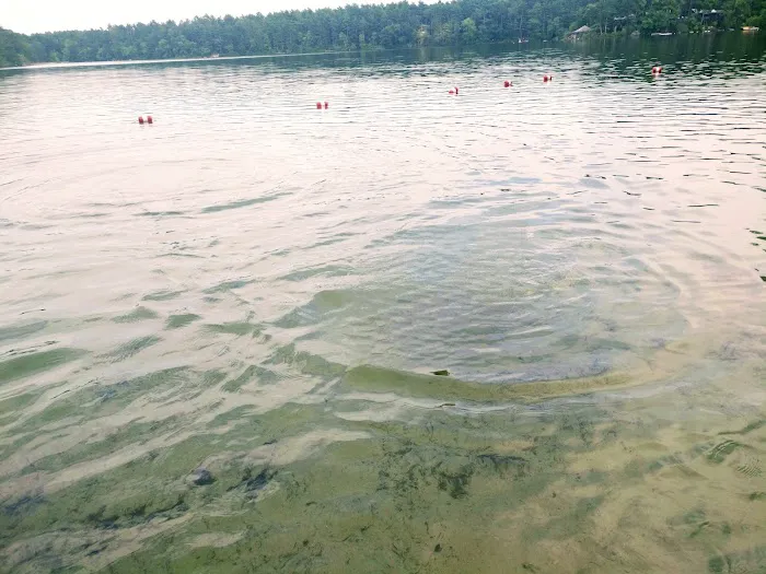Curlew Pond campground Picture 5