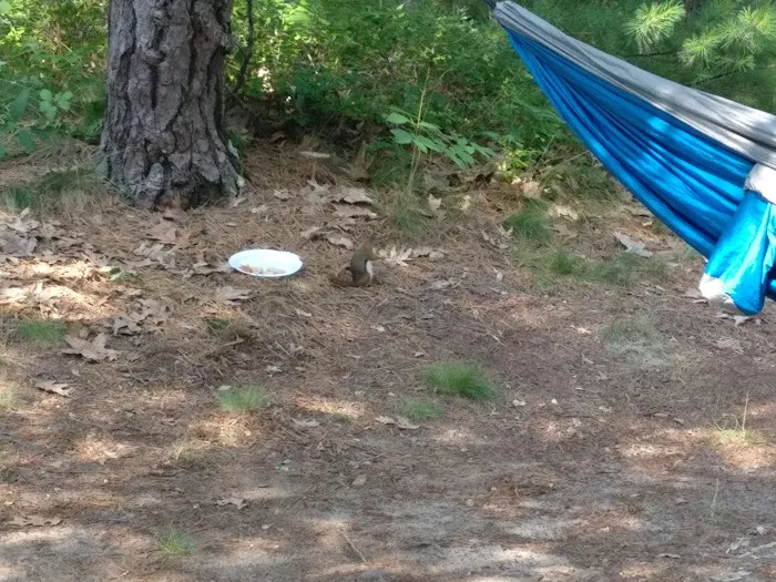 Curlew Pond campground Picture 6