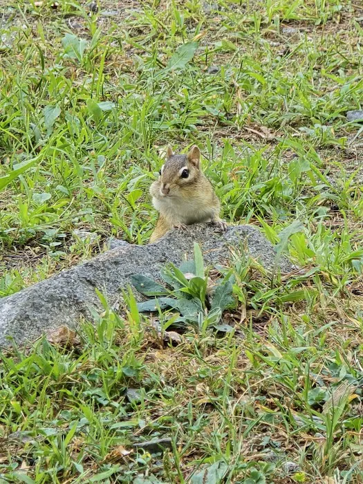 Kokatosi Campground Inc Picture 4