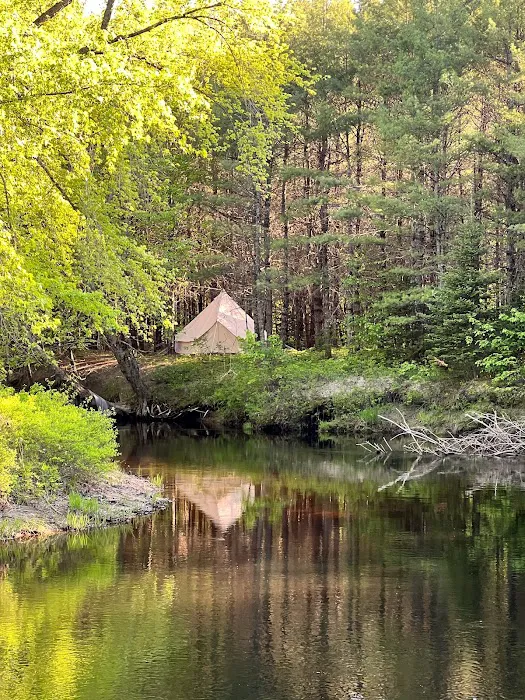 Camp laughing grass Picture 8