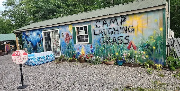 Camp laughing grass Picture 6
