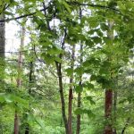 Crocker Pond Campground