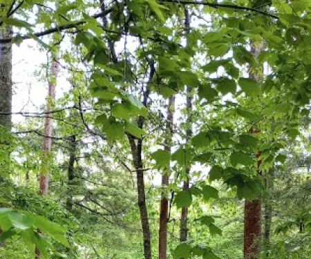 Crocker Pond Campground