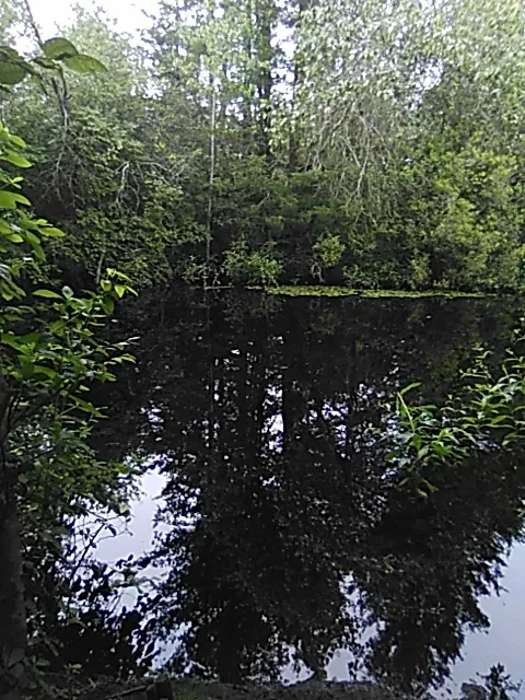 Pine Wood Way Campground Picture 4