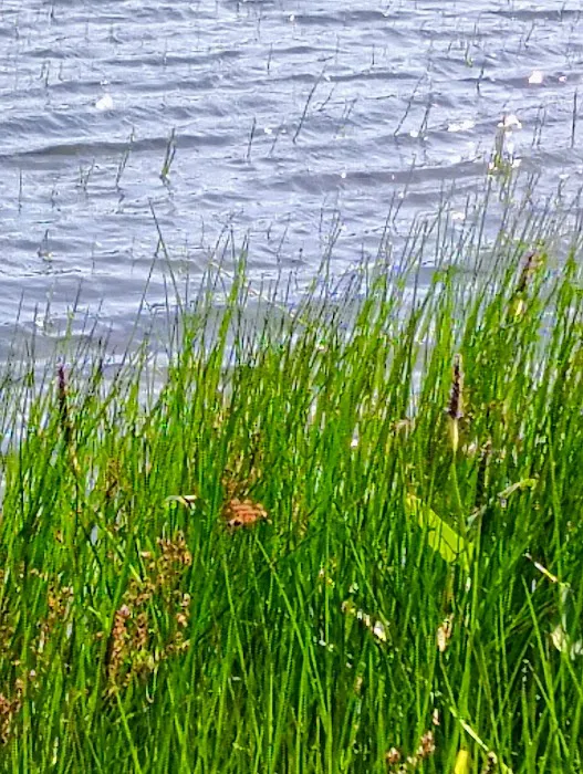 Sandy Pond Campground Picture 6