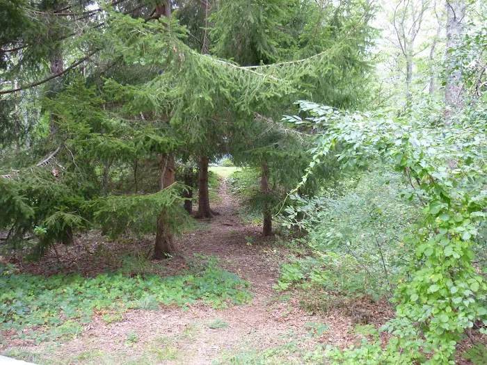 Shawme-Crowell State Forest Picture 10