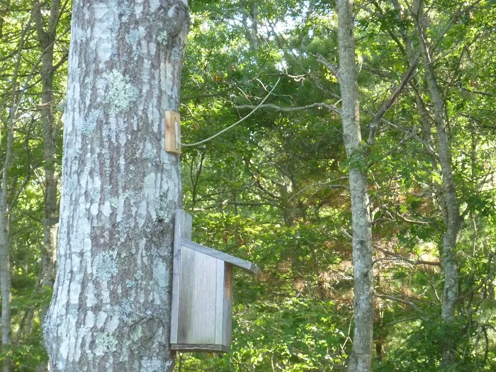 Shawme-Crowell State Forest Picture 7