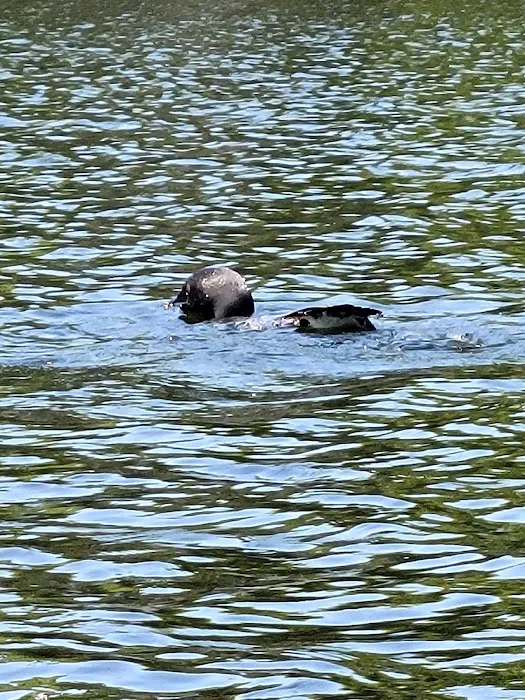 Androscoggin Lake Campground Picture 9