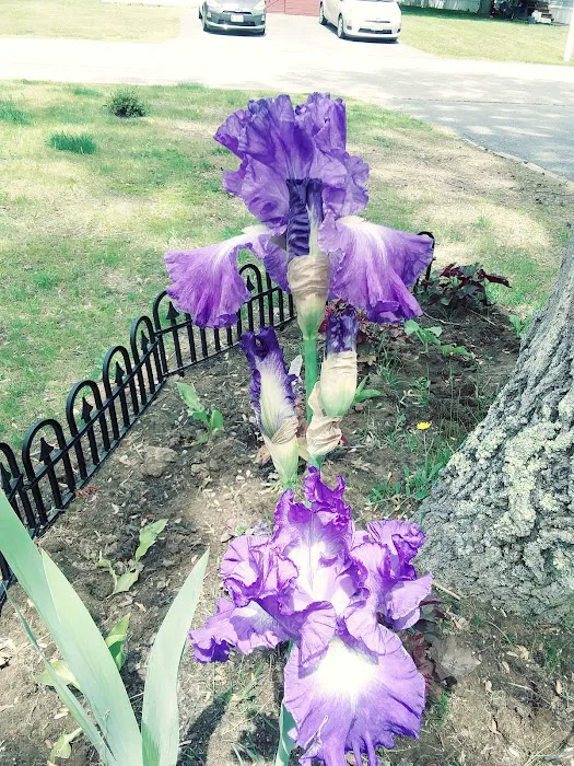 Maplewood Manor Picture 3