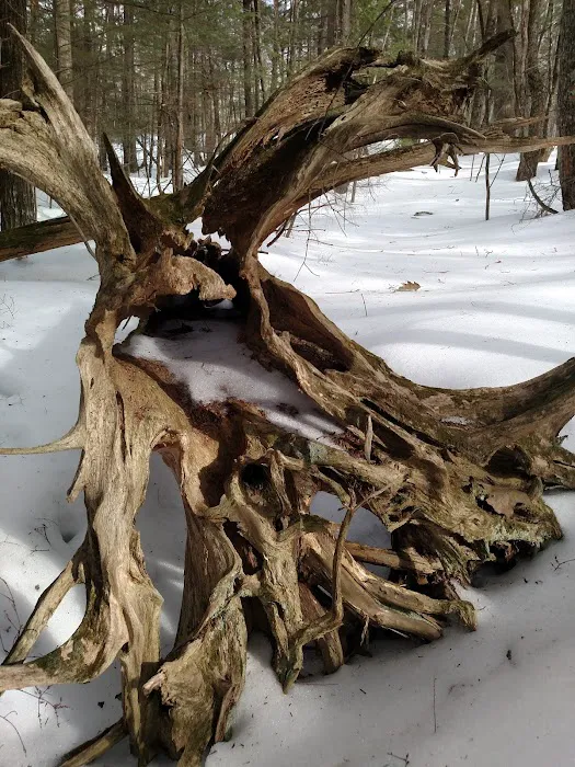 The Quiet Forest Picture 2