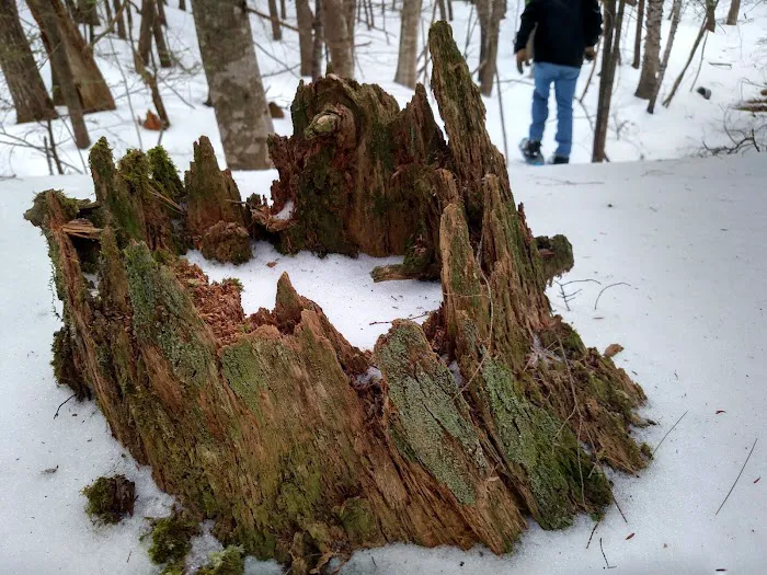 The Quiet Forest Picture 3