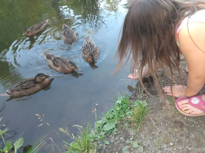Yogi Bear's Jellystone Park at Yonderhill in Madison, ME Picture 10