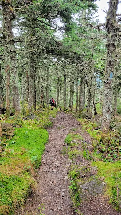 Bigelow Col Campsite 2010.7 Picture 6
