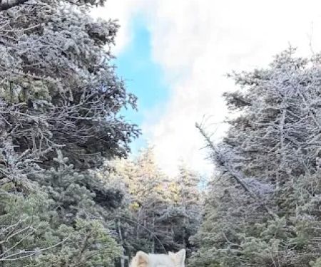 Horn Pond Campsite