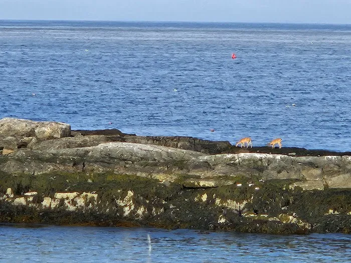 Hermit Island Campground Picture 9