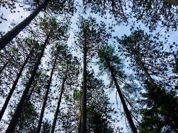 Cathedral Pines Camp Ground Picture 2
