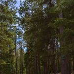 Indian Pond Campground