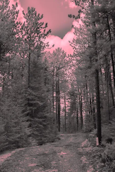 Indian Pond Campground Picture 9