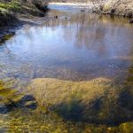 West Branch Pleasant River Campsite #6