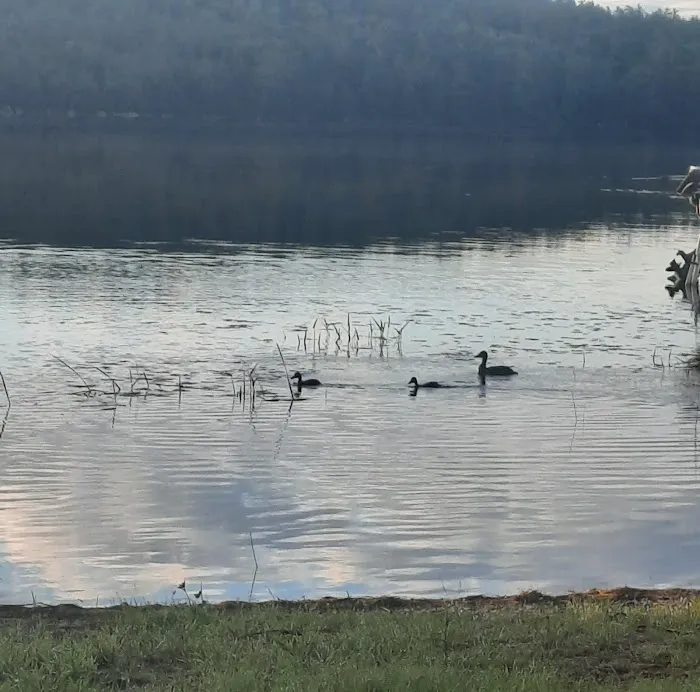 Parks Pond Campground Picture 7