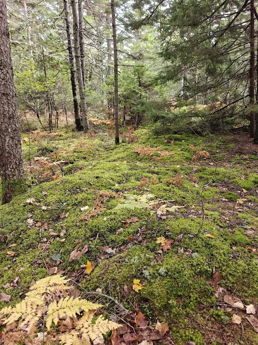 Quietside Campground & Cabins Picture 8