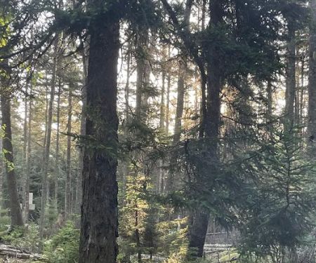 Seawall Campground