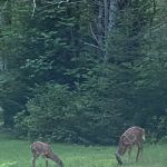 Porcupine Creek Rustic Camping