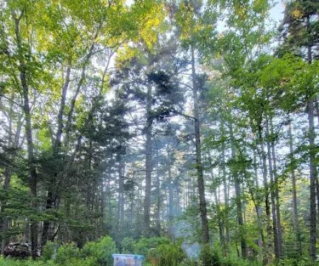 Blackwoods Campground