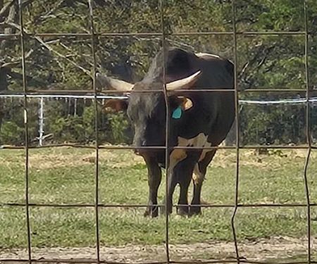 Rodeo eclipse camp