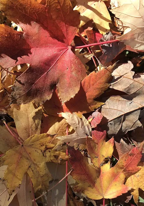 Lincoln Park Campground Picture 1