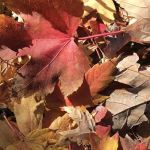 Lincoln Park Campground