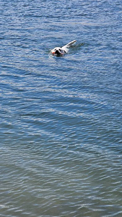 Pottawatomie Lake camping Picture 8