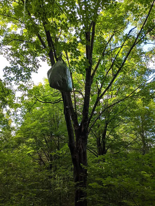 Leskinen Creek Camp Picture 1