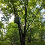 Leskinen Creek Camp