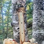 North Sonju Lake Camp