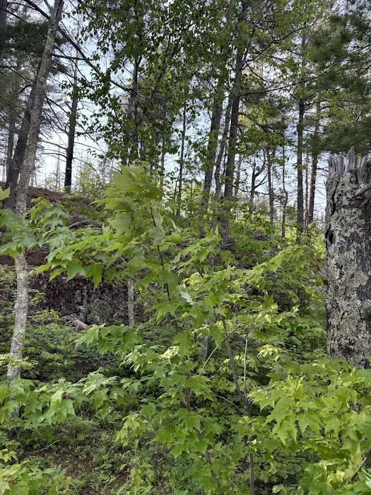 Superior National Forest Campsite #2120 Picture 2