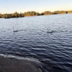 BWCA Campsite 1132