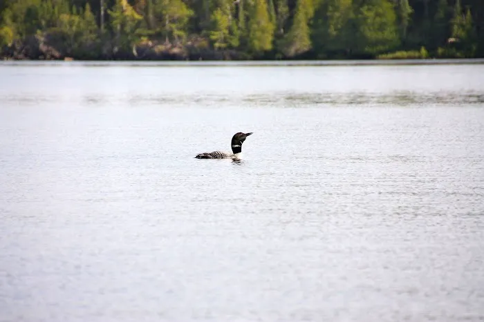 BWCA Campsite #1585 Picture 2