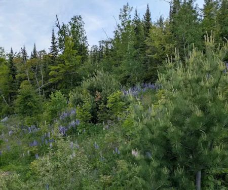 East Poplar River Camp