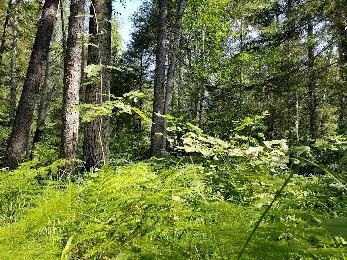 Temperance River Campground Picture 5