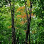 Mystery Mountain Camp