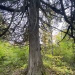 East Rollins Creek Camp