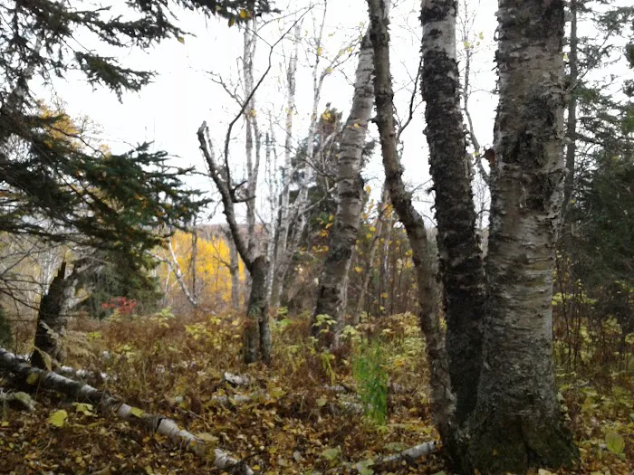 Sugarloaf Pond Camp Picture 6