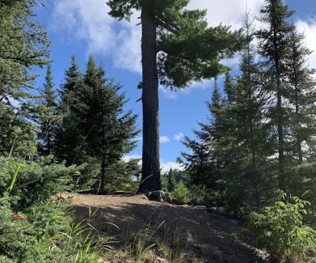 BWCA Campsite #663
