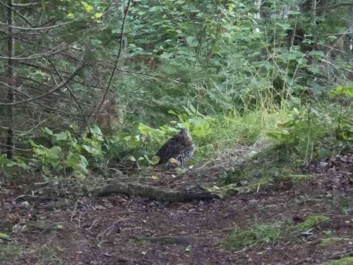 Jackson Creek Camp Picture 3